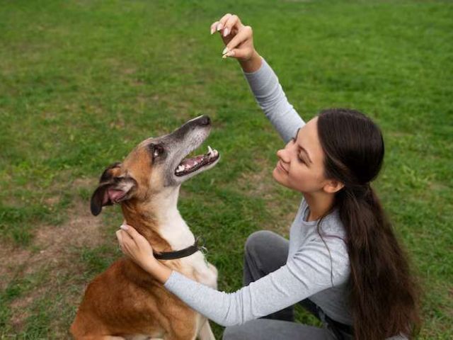 dog-trainer-in-kochi