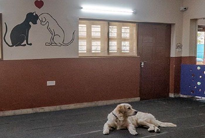 trusted-dog-hostel-in-goa-for-safe-boarding-big-0