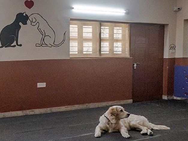 trusted-dog-hostel-in-goa-for-safe-boarding