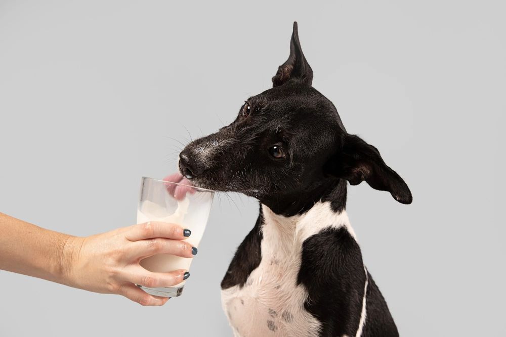 how-much-goat-milk-can-i-give-my-dog-big-0