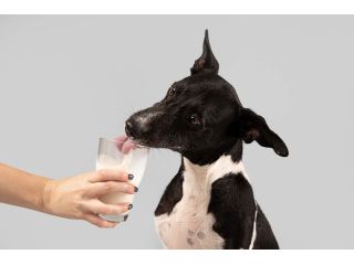 how-much-goat-milk-can-i-give-my-dog-small-0