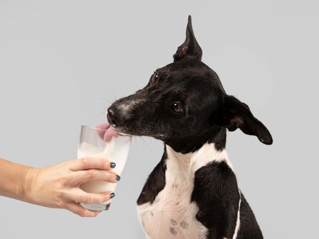 how-much-goat-milk-can-i-give-my-dog