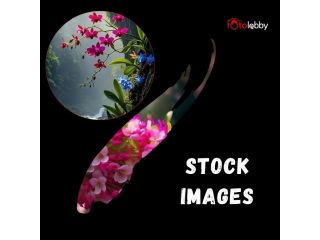 stock-images-by-fotolobby-small-0