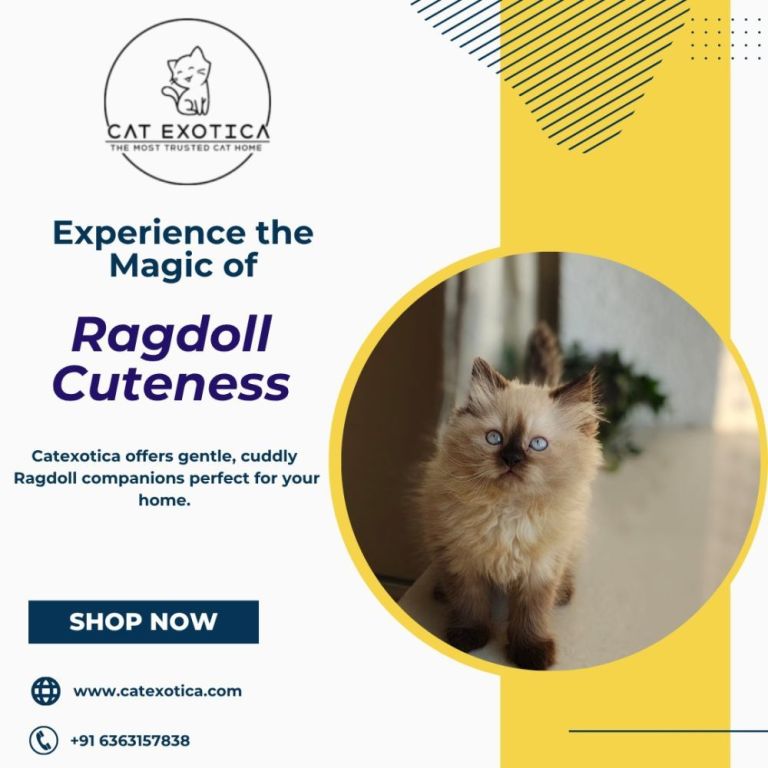 best-ragdoll-cat-for-sale-in-bangalore-big-0