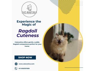 best-ragdoll-cat-for-sale-in-bangalore-small-0