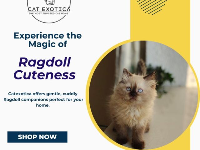 best-ragdoll-cat-for-sale-in-bangalore