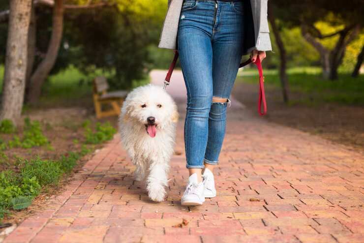 dog-walking-services-in-kochi-big-0