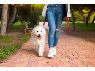 dog-walking-services-in-kochi-small-0