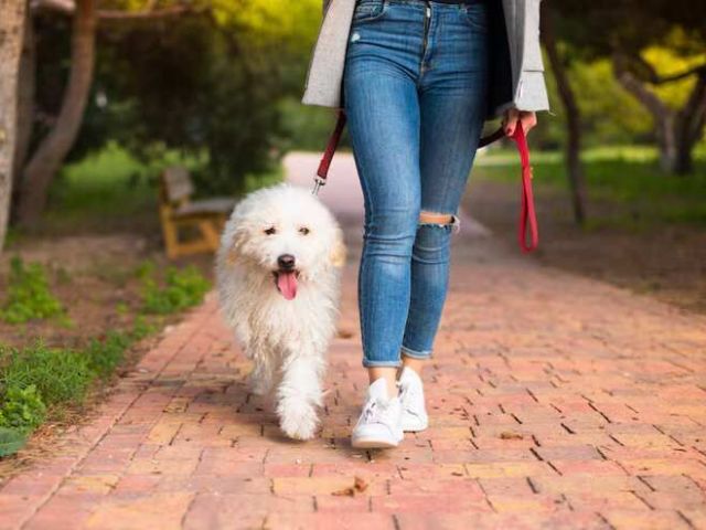 dog-walking-services-in-kochi