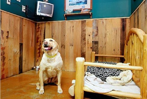 pet-boarding-in-goa-by-glampetz-big-0