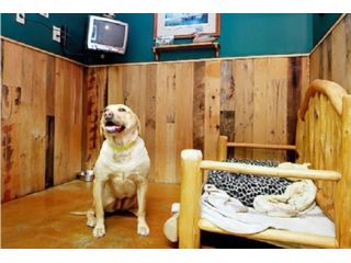 pet-boarding-in-goa-by-glampetz-small-0