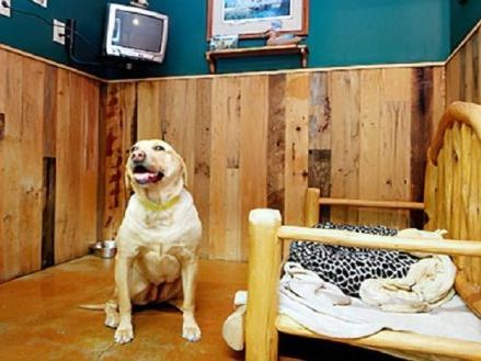 pet-boarding-in-goa-by-glampetz