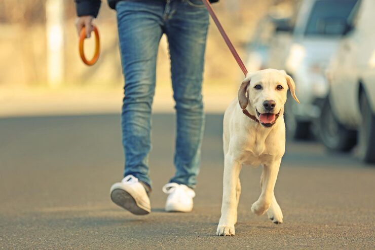 dog-walking-services-in-patna-big-0