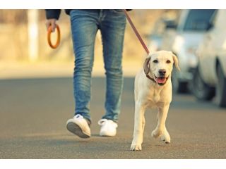 dog-walking-services-in-patna-small-0