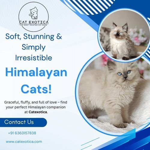 himalayan-cat-in-bangalore-catexotica-big-0