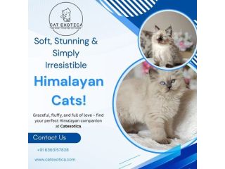 himalayan-cat-in-bangalore-catexotica-small-0