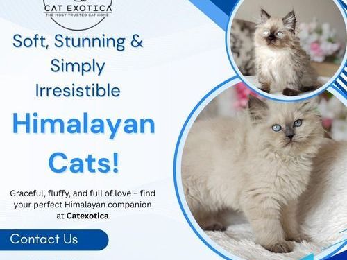 himalayan-cat-in-bangalore-catexotica
