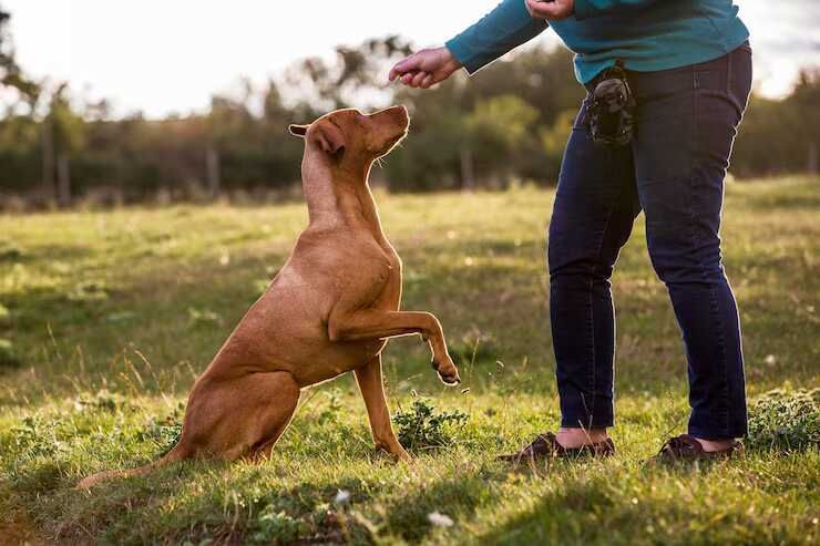 dog-trainer-in-raipur-big-0