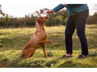 dog-trainer-in-raipur-small-0