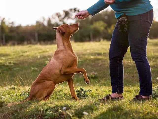 dog-trainer-in-raipur