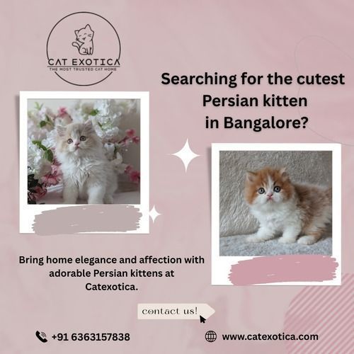 persian-kittens-in-bangalore-catexotica-big-0