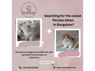 persian-kittens-in-bangalore-catexotica-small-0