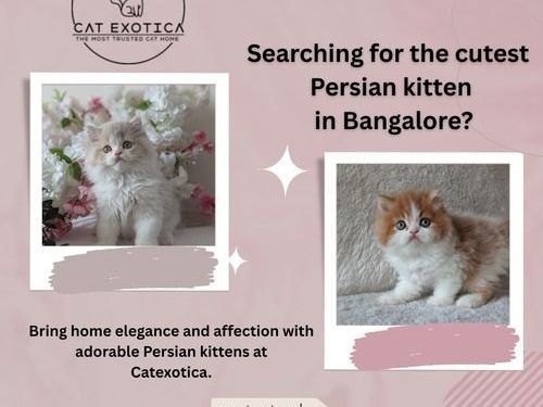 persian-kittens-in-bangalore-catexotica