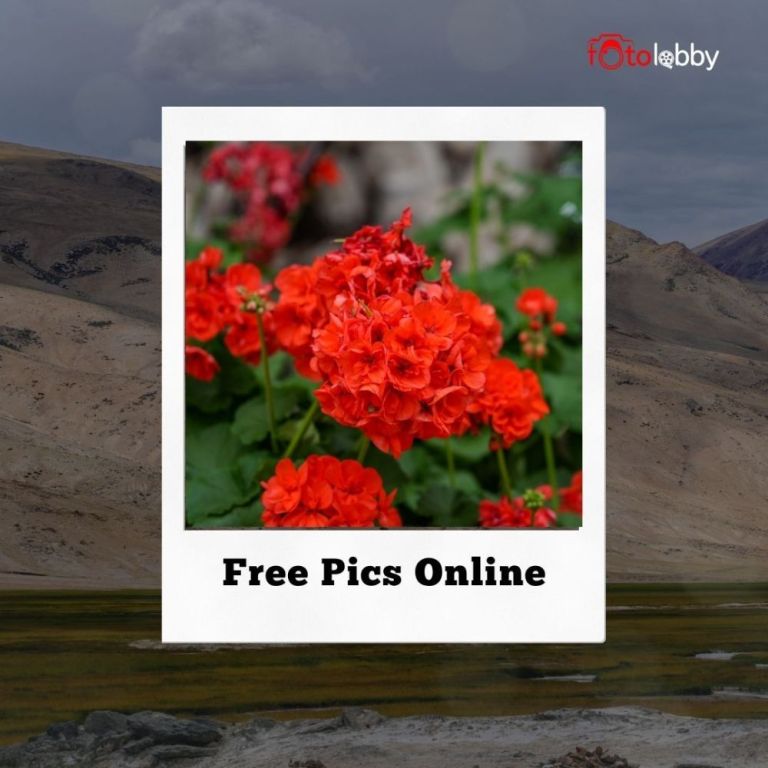 free-pics-online-by-fotolobby-big-0