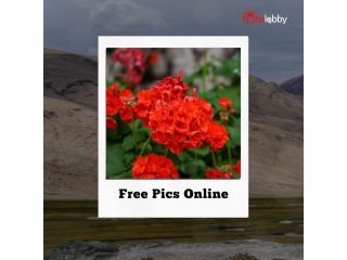 free-pics-online-by-fotolobby-small-0
