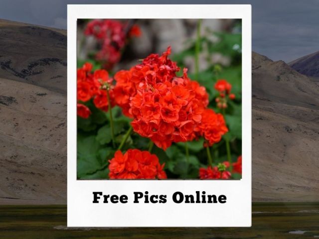 free-pics-online-by-fotolobby