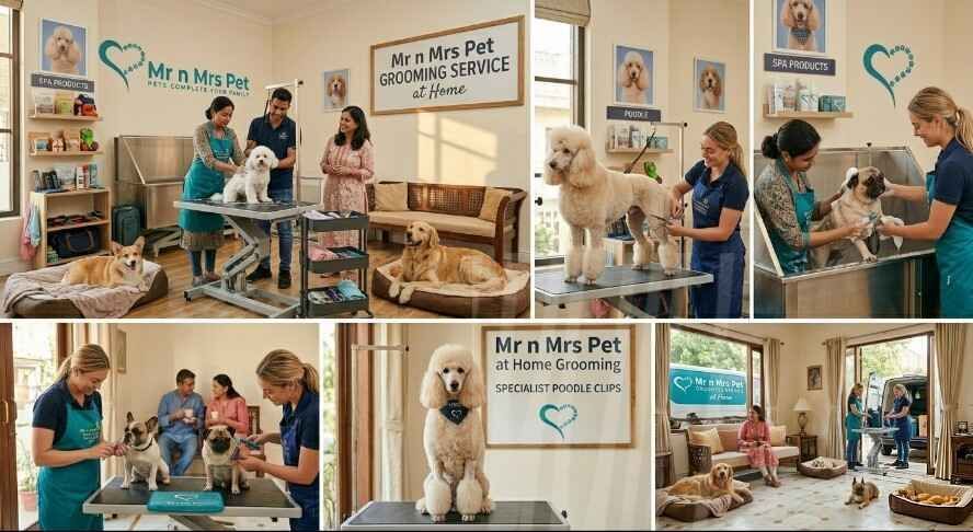 pet-grooming-service-at-home-in-bhubaneswar-big-0