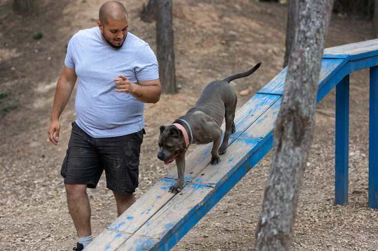 dog-trainer-in-patna-big-0