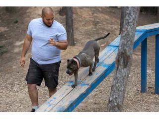 dog-trainer-in-patna-small-0