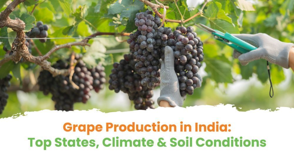 top-grape-producing-states-in-india-agrikarm-big-0