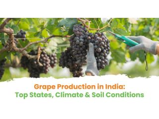 top-grape-producing-states-in-india-agrikarm-small-0