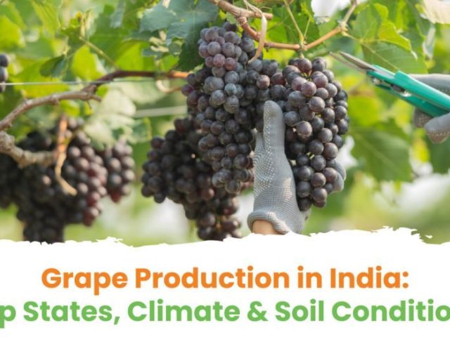 top-grape-producing-states-in-india-agrikarm