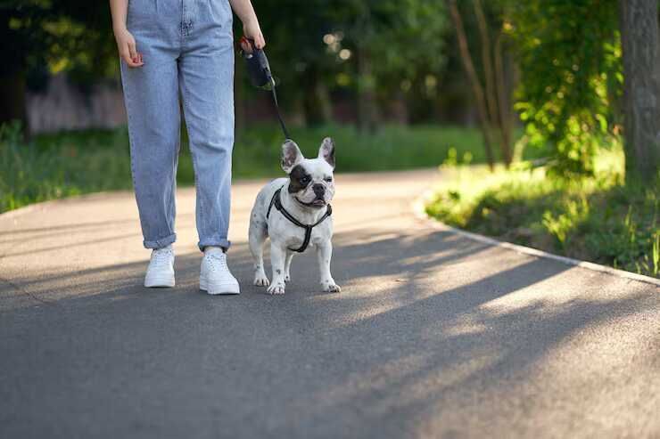 dog-walking-services-in-raipur-big-0