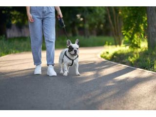 dog-walking-services-in-raipur-small-0