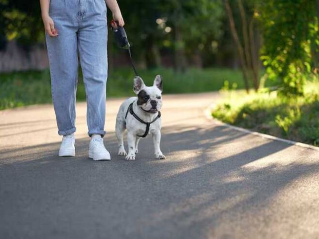 dog-walking-services-in-raipur