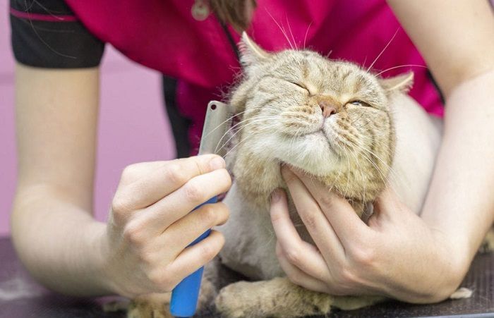 affordable-cat-grooming-care-in-goa-big-0