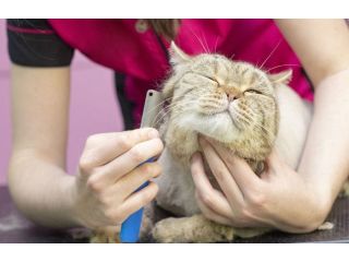 affordable-cat-grooming-care-in-goa-small-0