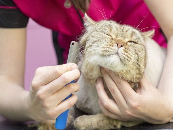 affordable-cat-grooming-care-in-goa