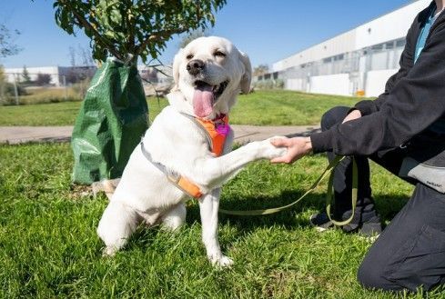 master-better-control-with-expert-dog-training-services-in-goa-big-0