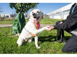 master-better-control-with-expert-dog-training-services-in-goa-small-0