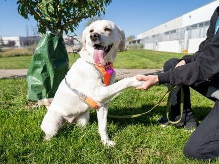 master-better-control-with-expert-dog-training-services-in-goa