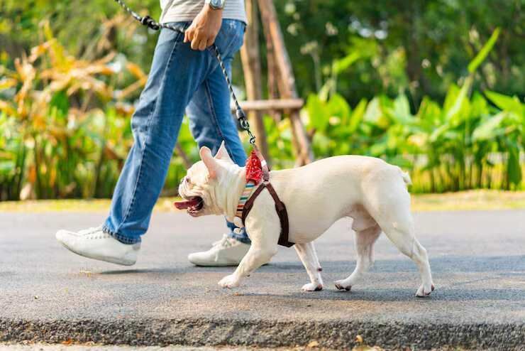 dog-walking-services-in-visakhapatnam-big-0