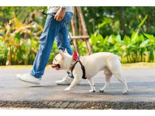 dog-walking-services-in-visakhapatnam-small-0