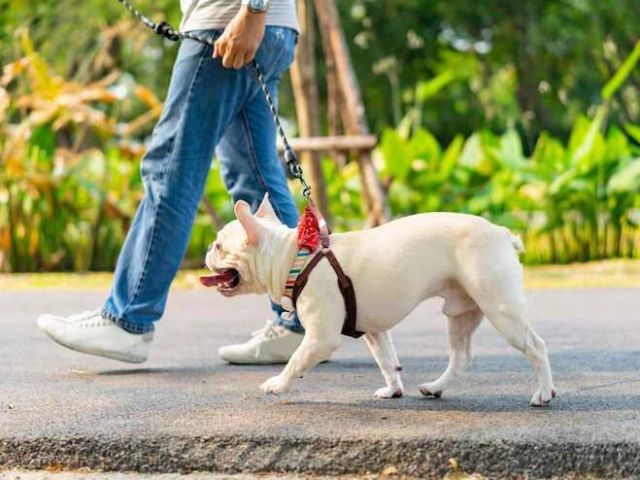 dog-walking-services-in-visakhapatnam