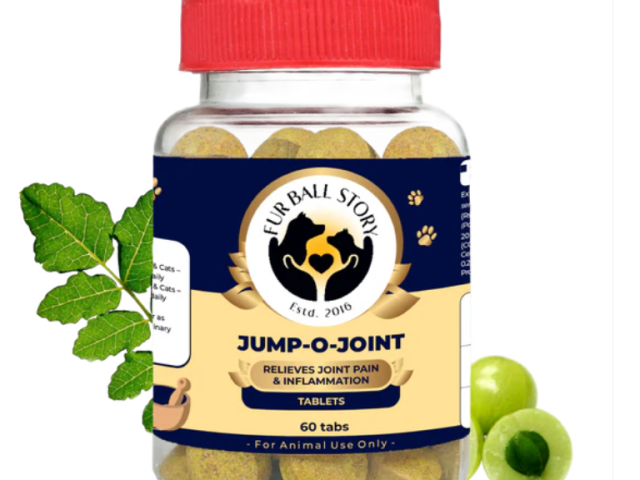 today-your-dogs-joints-finally-spoke