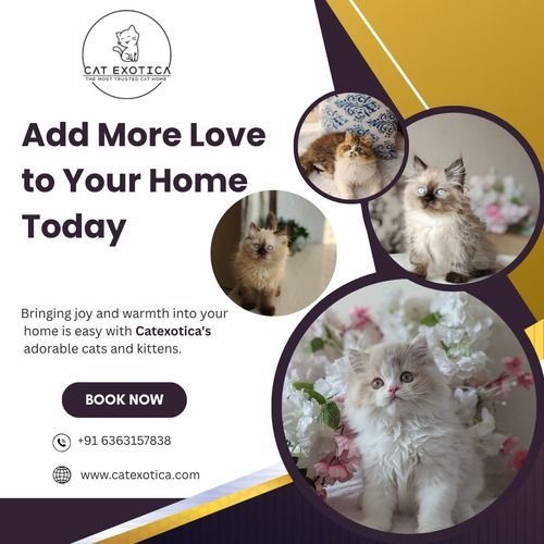 kittens-for-sale-in-bangalore-catexotica-big-0